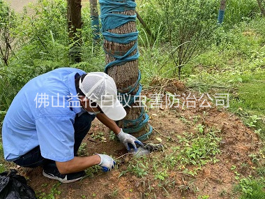 南山绿化树木治白蚁